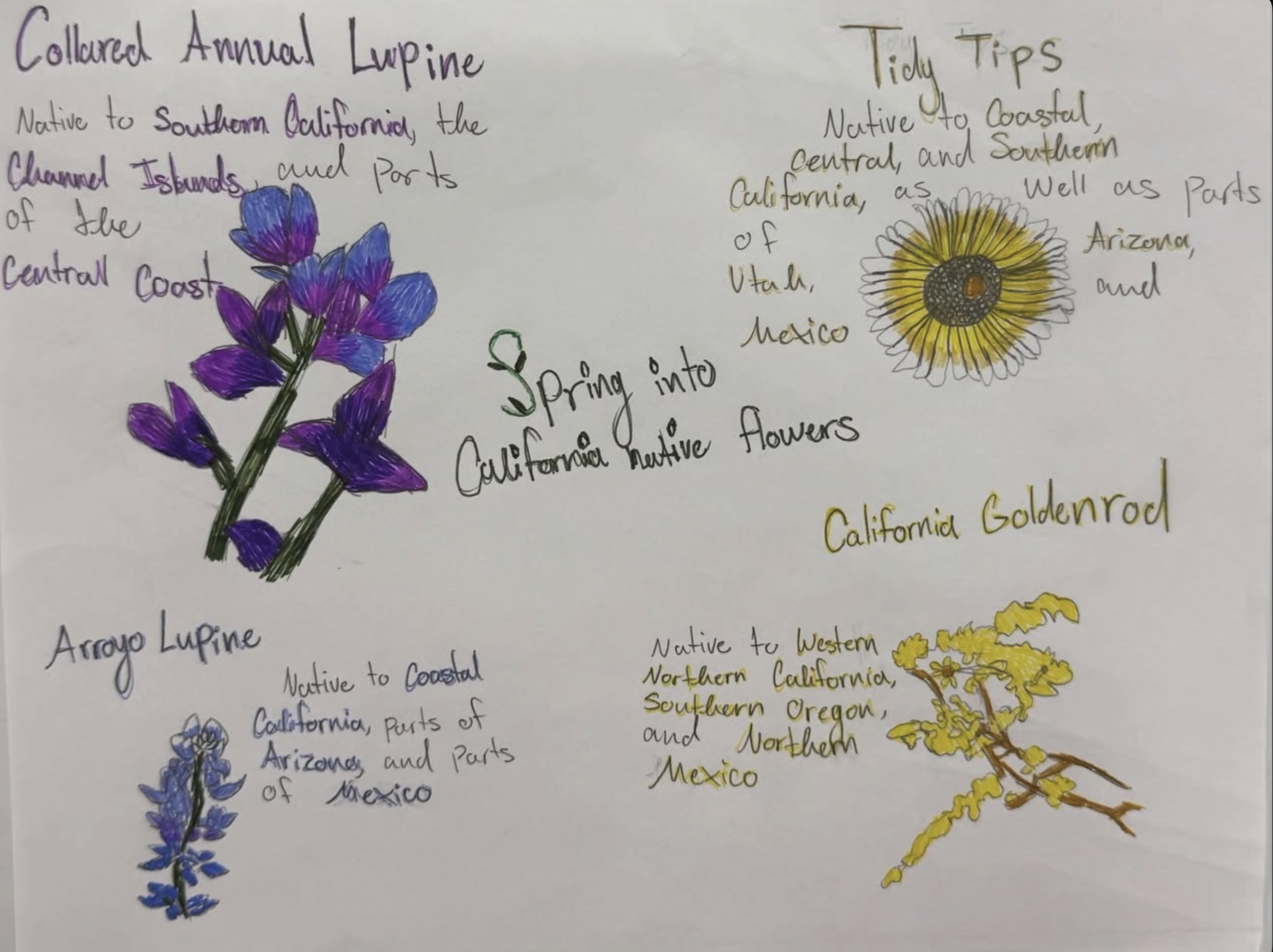 Spring into California Native Flowers