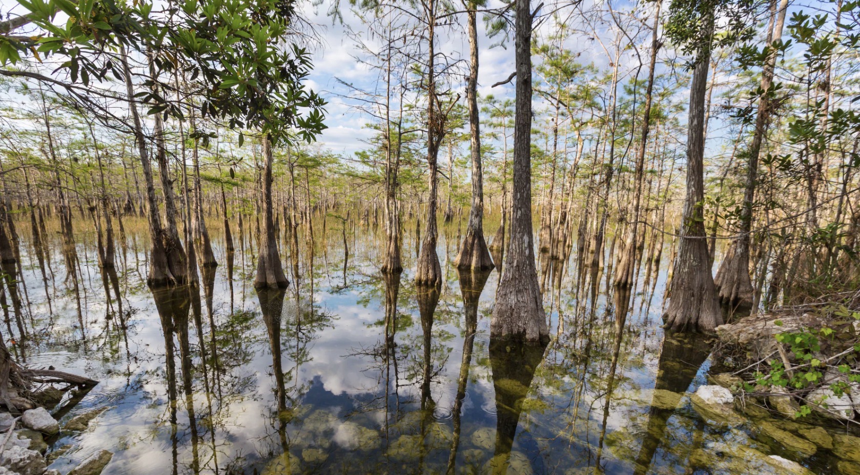 Trump's Wetlands Policy